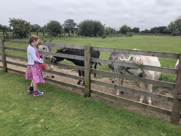 Radcliffe Donkey Sanctuary